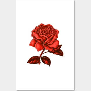 Rose Red Love Vintage Tattoo Illustration Roses Posters and Art